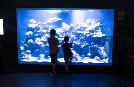 Aquarium Bingo PLUS 5 Reasons Why You Should Visit Loveland Living Planet Aquarium