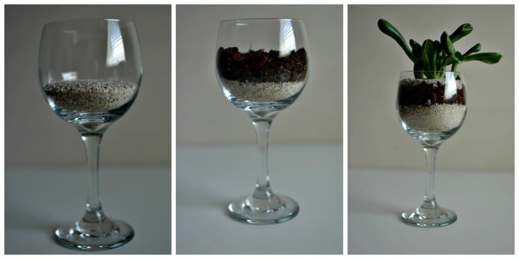 Wine Glass Succulents: The Perfect Plants for The Black Thumb