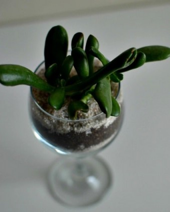 Wine Glass Succulents: The Perfect Plants for The Black Thumb