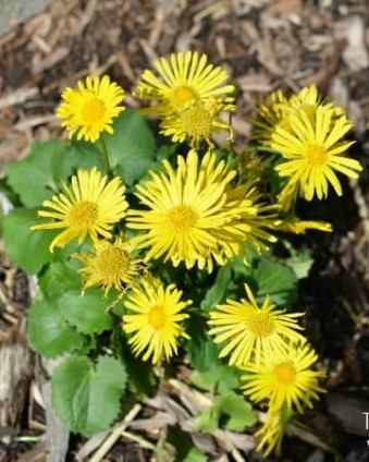 7 Plants Even A Black Thumb Can Keep Alive | Tastefully Frugal