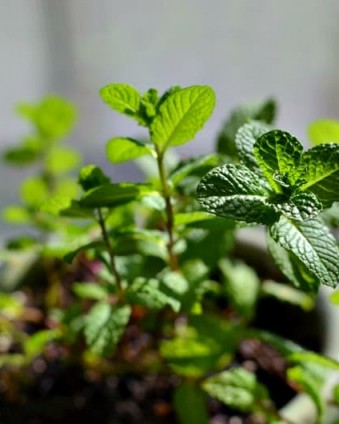 Herb Gardening 101: 5 Do's & Don'ts | Tastefully Frugal
