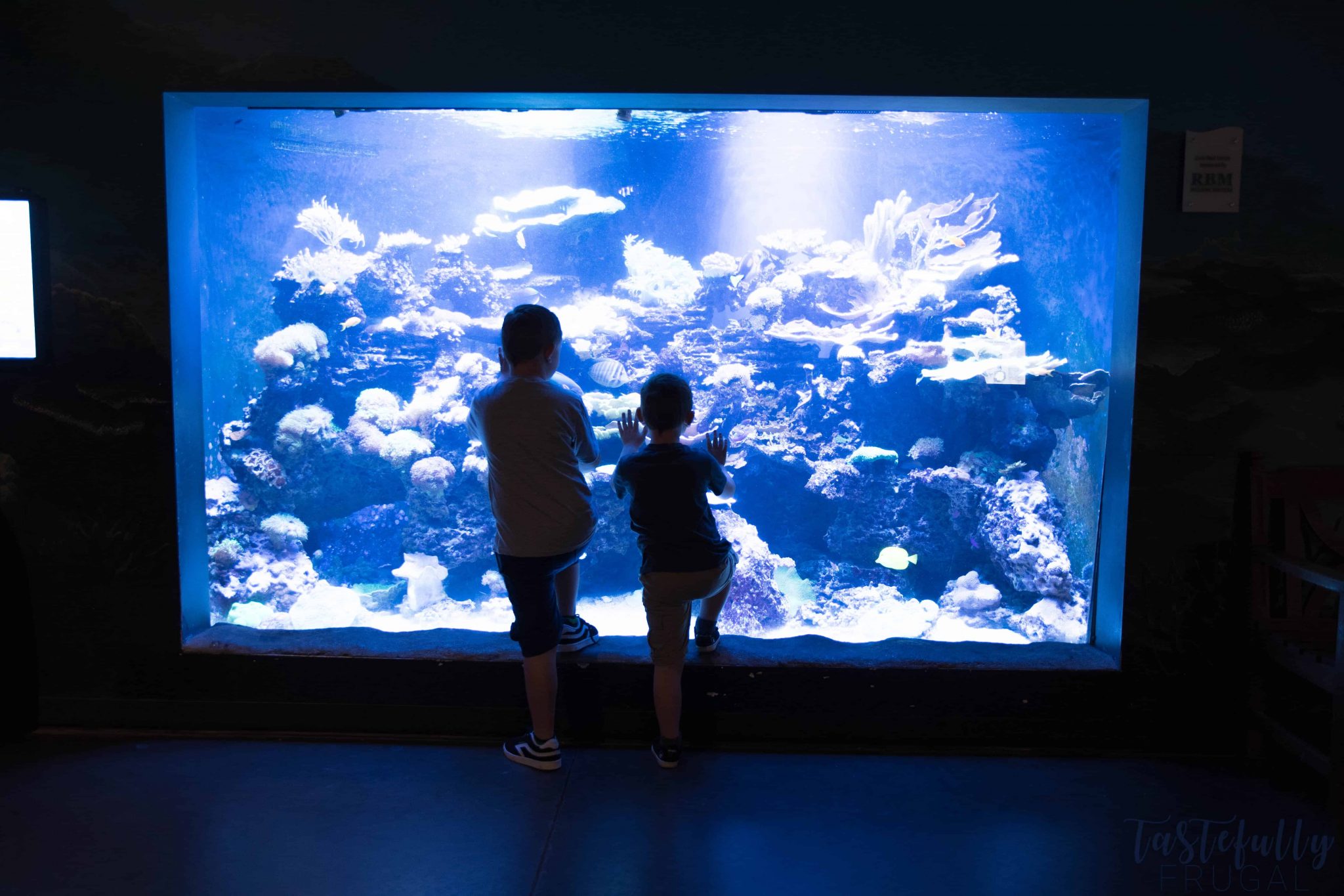 Aquarium Bingo PLUS 5 Reasons Why You Should Visit Loveland Living ...