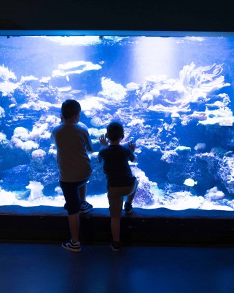 Aquarium Bingo PLUS 5 Reasons Why You Should Visit Loveland Living Planet Aquarium If you're looking for something fun to do with the kids this summer, check out Loveland Living Planet Aquarium. Also download your FREE Aquarium Bingo Game #ad #MoreThanAnAquarium #LLPA