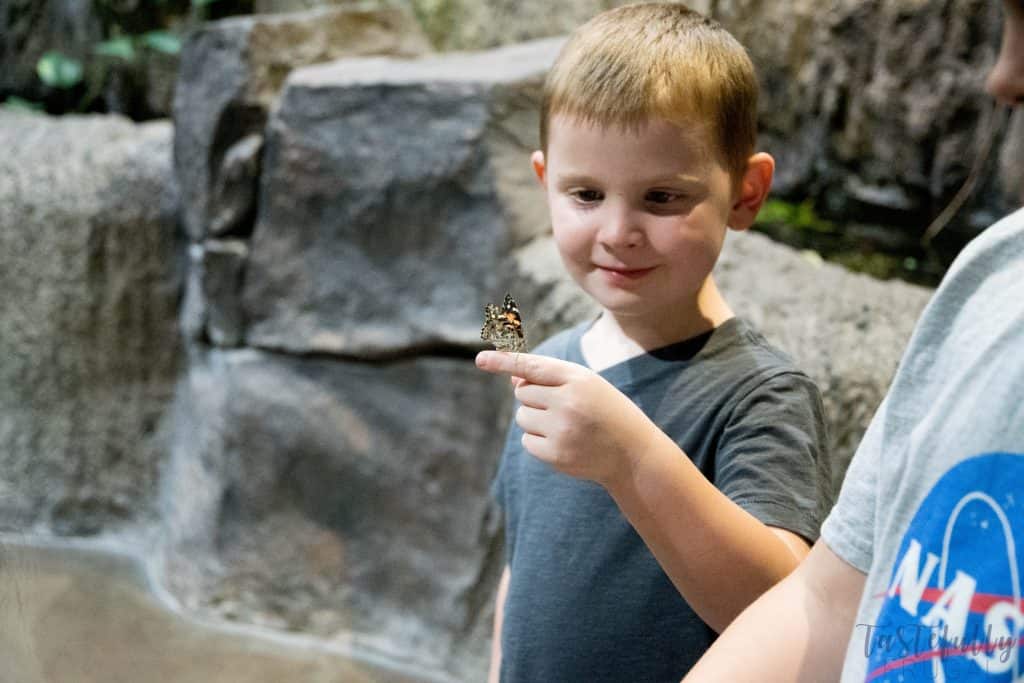 If you're looking for something fun to do with the kids this summer, check out Loveland Living Planet Aquarium. Also download your FREE Aquarium Bingo Game #ad #MoreThanAnAquarium #LLPA